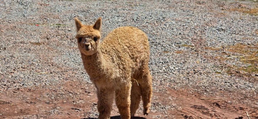 Peru: The Trip I Thought I Knew Before I Went