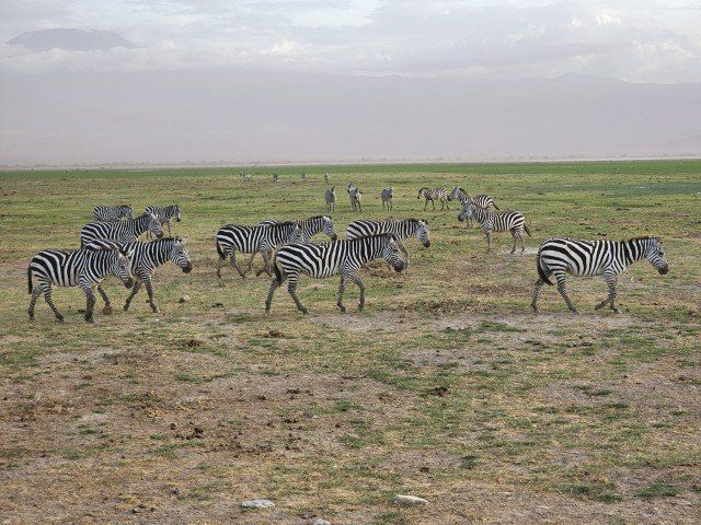 When the Wild Comes to You: My Kenya Safari