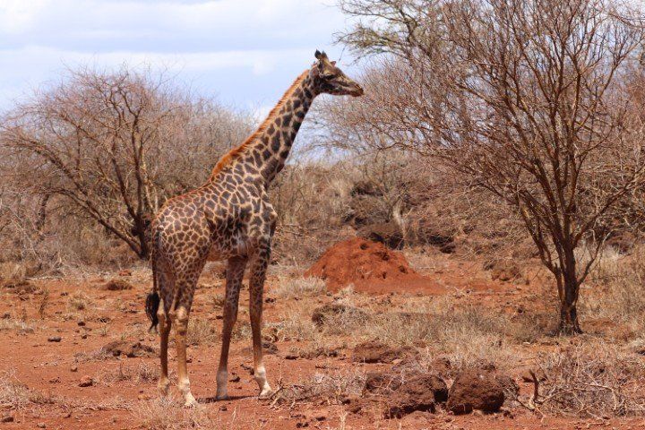 When the Wild Comes to You: My Kenya Safari