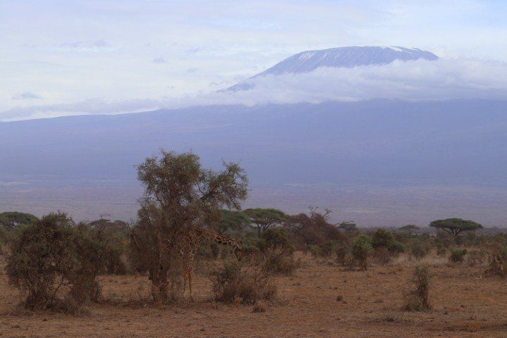 When the Wild Comes to You: My Kenya Safari