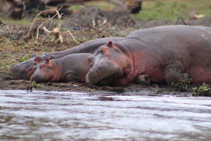 When the Wild Comes to You: My Kenya Safari