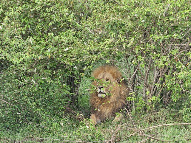 When the Wild Comes to You: My Kenya Safari