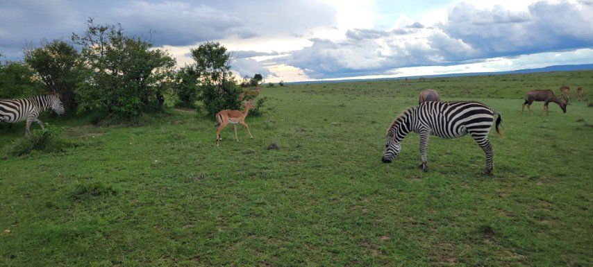 When the Wild Comes to You: My Kenya Safari