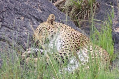 When the Wild Comes to You: My Kenya Safari