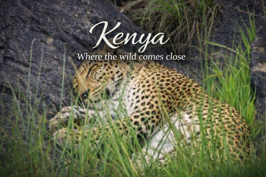 When the Wild Comes to You: My Kenya Safari