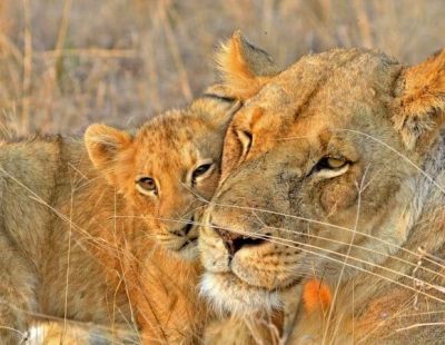 South Africa: Safari, Coast & Wine Country Elegance